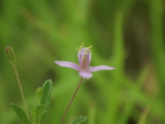 Cleome simplicifolia