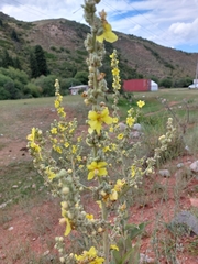 Verbascum songaricum