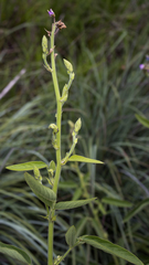 Desmodium illinoense