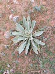 Verbascum songaricum