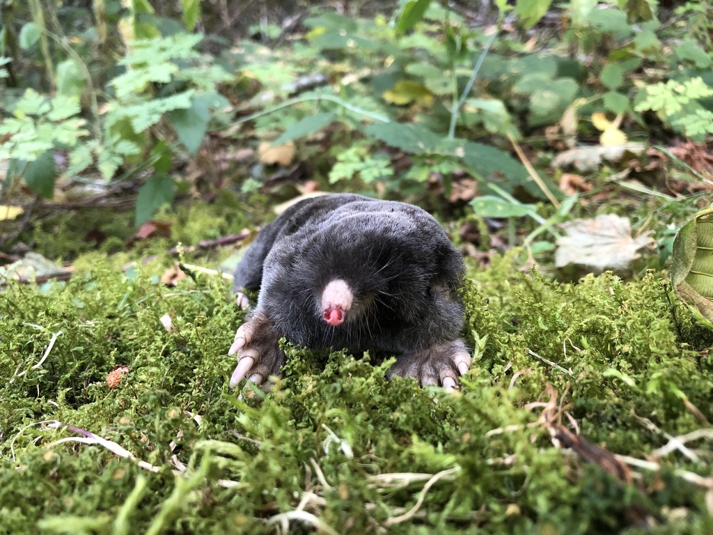 Western Moles