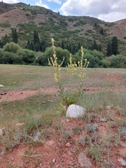 Verbascum songaricum