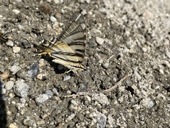 Iphiclides