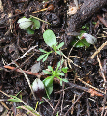 Corybas cheesemanii