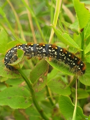 Eriogaster arbusculae