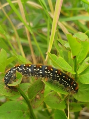 Eriogaster arbusculae