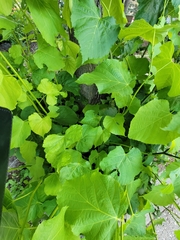 Tilia americana