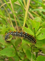 Eriogaster arbusculae
