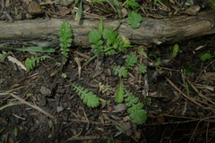 Leptinella squalida squalida