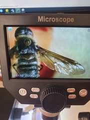 Exoprosopa rostrifera