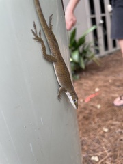 Anolis carolinensis