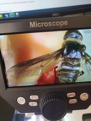 Exoprosopa rostrifera