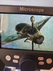 Exoprosopa rostrifera