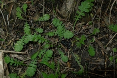 Leptinella squalida squalida