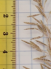 Eragrostis