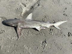 Carcharhinus acronotus