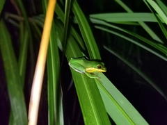 Zhangixalus leucofasciatus
