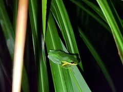 Zhangixalus leucofasciatus