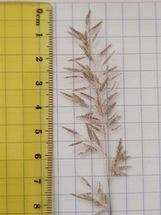 Eragrostis