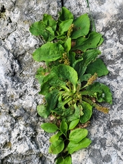 Plantago major