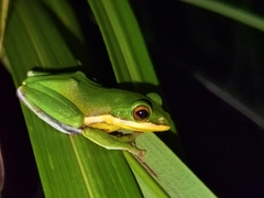 Zhangixalus leucofasciatus