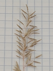 Eragrostis