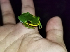 Zhangixalus leucofasciatus
