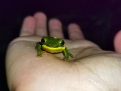Zhangixalus leucofasciatus