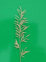 Eragrostis