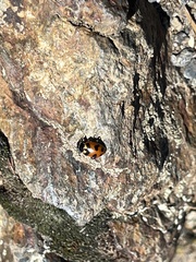 Hippodamia oregonensis