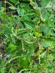 Hackelia deflexa americana