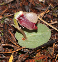 Corybas rotundifolius