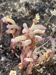 Aphyllon fasciculatum