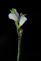 Image of Burmannia biflora