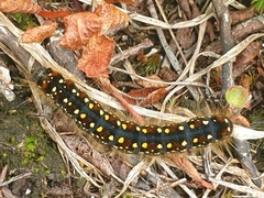 Eriogaster arbusculae