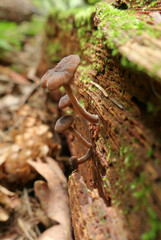 Hydropus marginellus