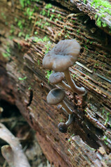 Hydropus marginellus