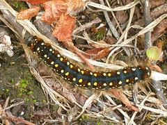 Eriogaster arbusculae