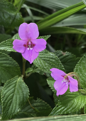 Impatiens sylvicola