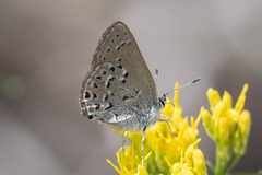 Satyrium behrii