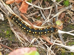 Eriogaster arbusculae