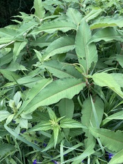 Koenigia polystachya