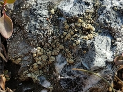 Lecanora polytropa