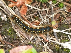 Eriogaster arbusculae
