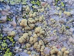 Lecanora alpigena