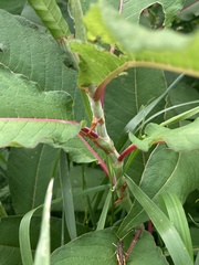 Koenigia polystachya