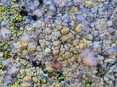 Lecanora alpigena
