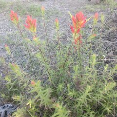 Castilleja tenuiflora
