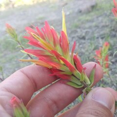 Castilleja tenuiflora