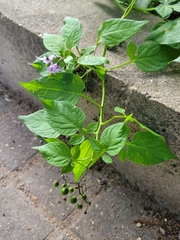 Solanum dulcamara